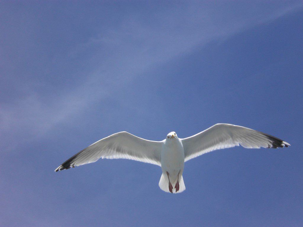 Work with me - Sea gull in flight